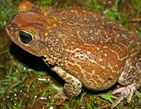 Picture of a cuban toad (Peltophryne peltocephala)
