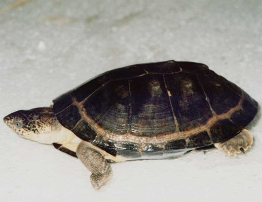 Picture of a west african black turtle (Pelusios niger)