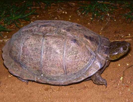 Picture of a east african serrated mud turtle (Pelusios sinuatus)