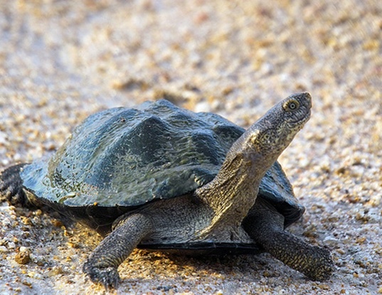 Picture of a east african black mud turtle (Pelusios subniger)