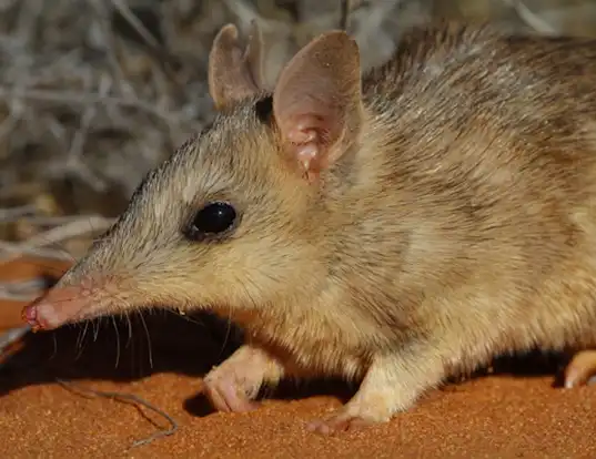 Picture of a western barred bandicoot (Perameles bougainville)
