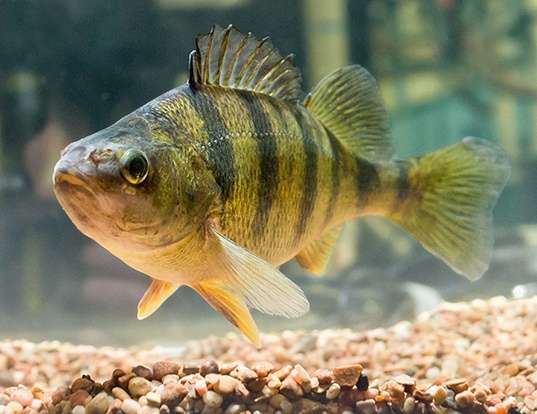 Picture of a yellow perch (Perca flavescens)