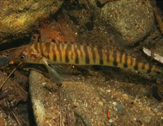 Picture of a logperch (Percina caprodes)