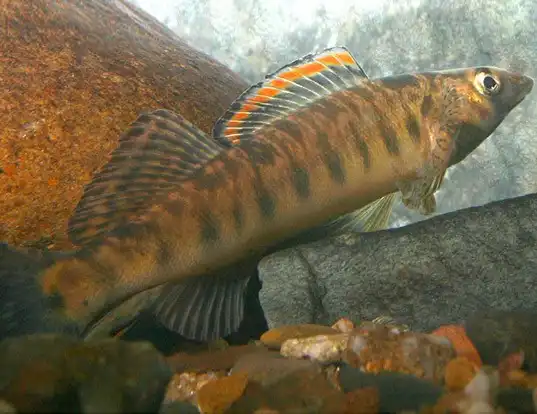 Picture of a roanoke logperch (Percina rex)