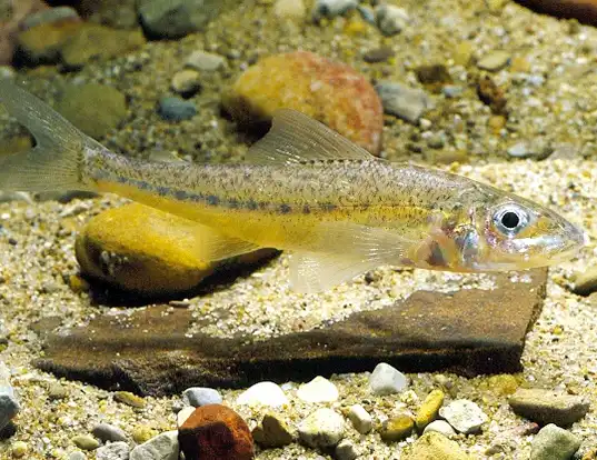 Picture of a trout-perch (Percopsis omiscomaycus)