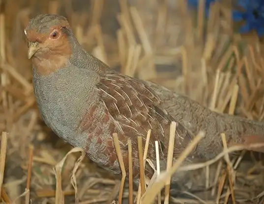 Picture of a gray partridge (Perdix perdix)