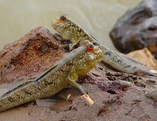 Picture of a atlantic mudskipper (Periophthalmus barbarus)