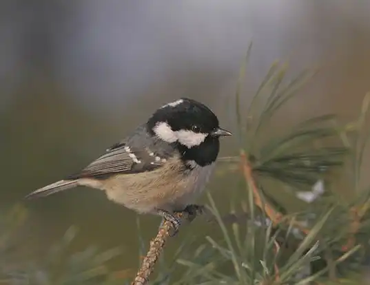 Picture of a coal tit (Periparus ater)