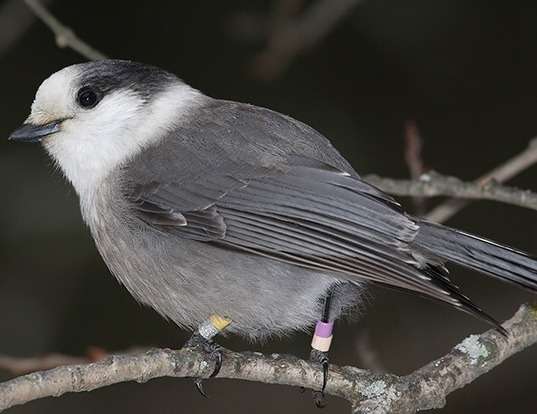 Picture of a grey jay (Perisoreus canadensis)