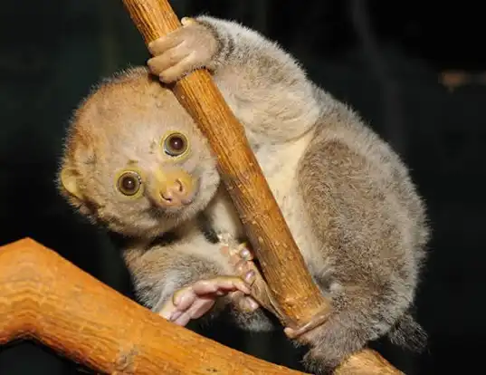 Picture of a potto (Perodicticus potto)