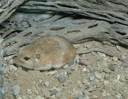 Picture of a arizona pocket mouse (Perognathus amplus)