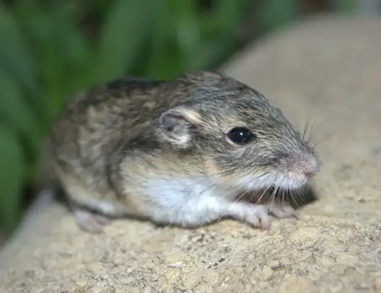 Picture of a olive-backed pocket mouse (Perognathus fasciatus)