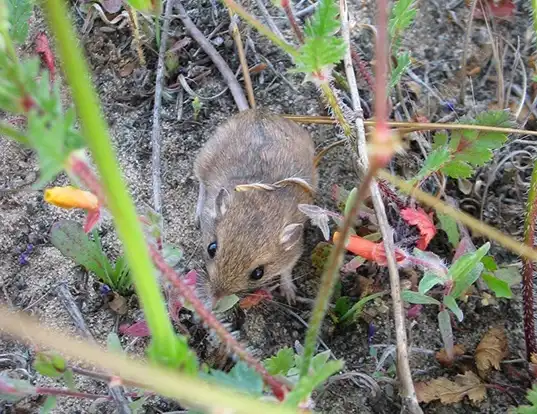 Picture of a los angeles little pocket mouse (Perognathus longimembris)