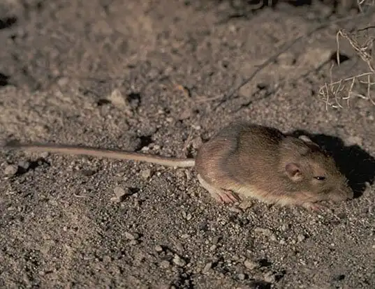 Picture of a great basin pocket mouse (Perognathus parvus)