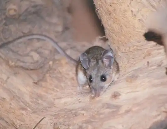 Picture of a brush mouse (Peromyscus boylii)