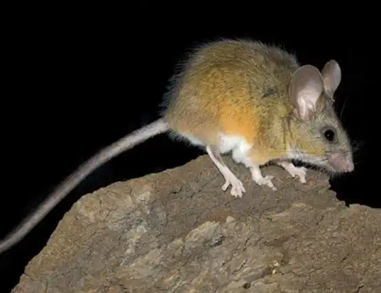 Picture of a california mouse (Peromyscus californicus)