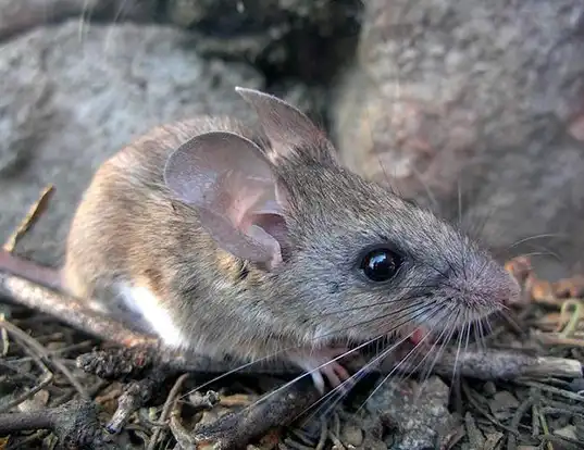 Picture of a cactus mouse (Peromyscus eremicus)