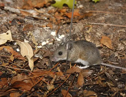 Picture of a cotton deermouse (Peromyscus gossypinus)