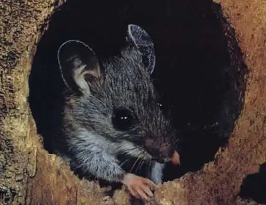 Picture of a guatemalan deer mouse (Peromyscus guatemalensis)