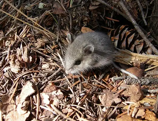 Picture of a northwestern deermouse (Peromyscus keeni)