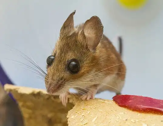 Picture of a white-footed mouse (Peromyscus leucopus)