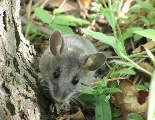 Picture of a north american deermouse (Peromyscus maniculatus)