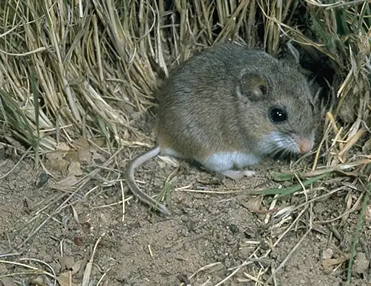 Picture of a choctawhatchee beach mouse (Peromyscus polionotus)