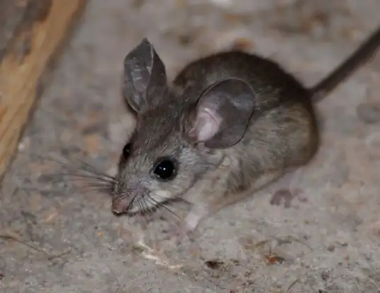 Picture of a pinyon mouse (Peromyscus truei)