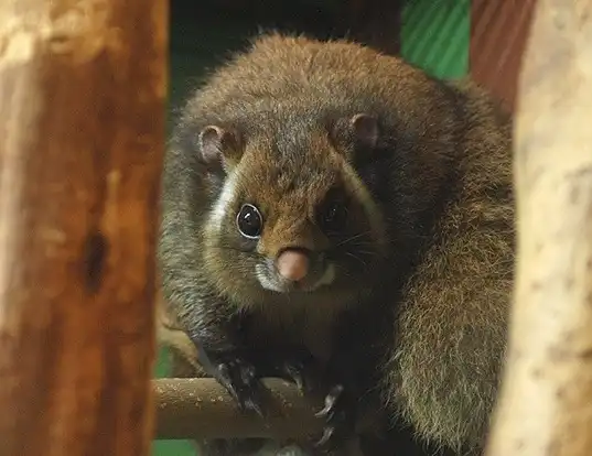 Picture of a japanese giant flying squirrel (Petaurista leucogenys)