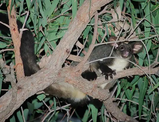 Picture of a greater glider (Petauroides volans)
