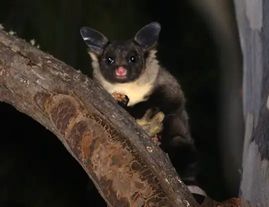 Picture of a yellow-bellied glider (Petaurus australis)