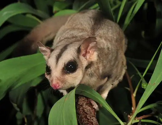 Picture of a sugar glider (Petaurus breviceps)