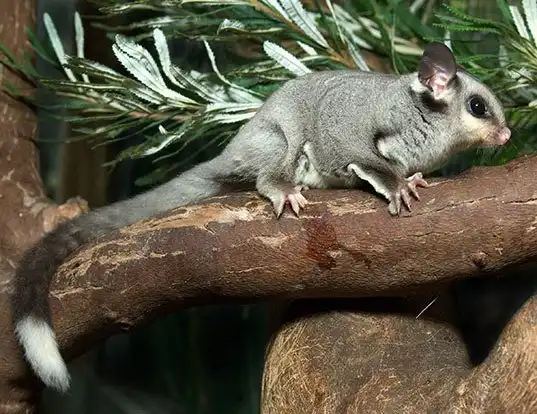 Picture of a squirrel glider (Petaurus norfolcensis)