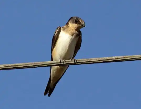 Picture of a cave swallow (Petrochelidon fulva)
