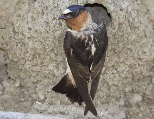 Picture of a cliff swallow (Petrochelidon pyrrhonota)
