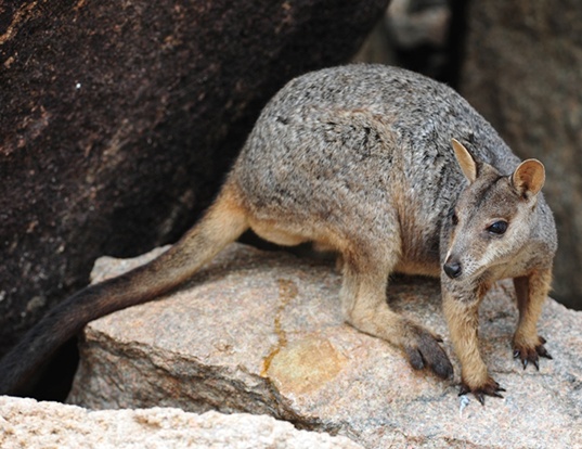 Picture of a allied rock wallaby (Petrogale assimilis)