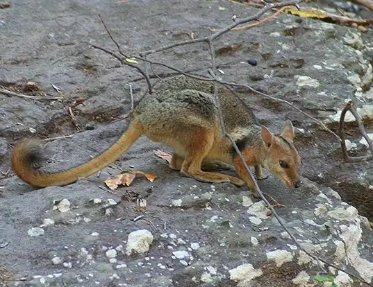 Picture of a short-eared rock-wallaby (Petrogale brachyotis)