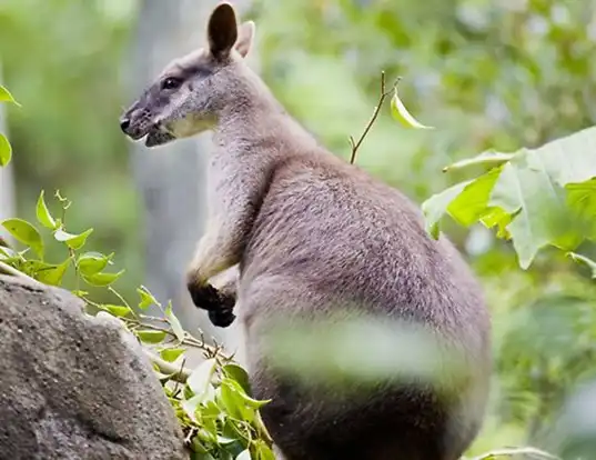Picture of a proserpine rock wallaby (Petrogale persephone)