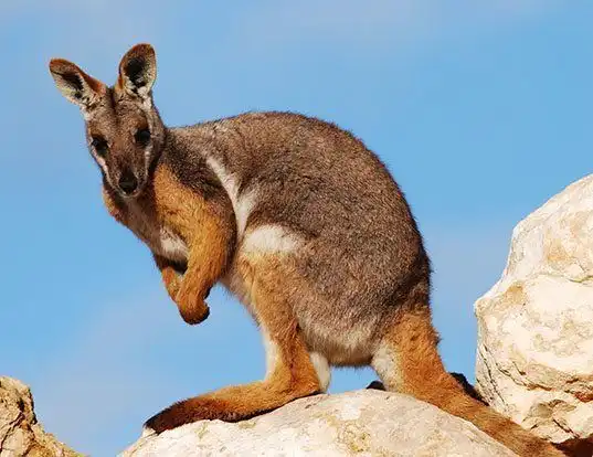 Picture of a yellow-footed rock-wallaby (Petrogale xanthopus)