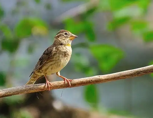 Picture of a rock sparrow (Petronia petronia)