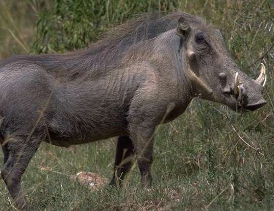 Picture of a desert warthog (Phacochoerus aethiopicus)