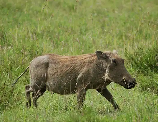 Picture of a warthog (Phacochoerus africanus)