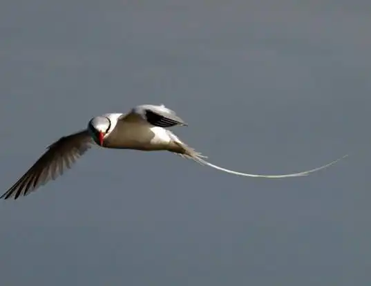 Picture of a red-billed tropicbird (Phaethon aethereus)