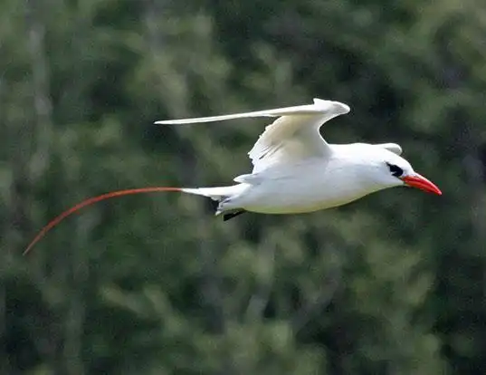 Picture of a red-tailed tropicbird (Phaethon rubricauda)