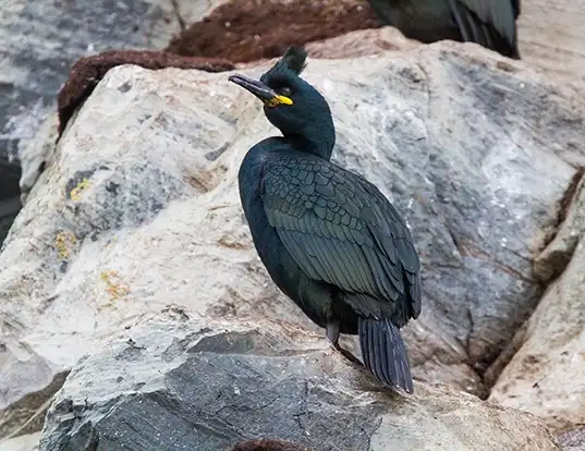 Picture of a european shag (Phalacrocorax aristotelis)