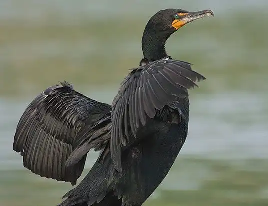 Picture of a double-crested cormorant (Phalacrocorax auritus)