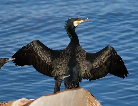 Picture of a great cormorant (Phalacrocorax carbo)
