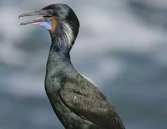 Picture of a brandt's cormorant (Phalacrocorax penicillatus)