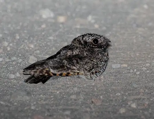 Picture of a poorwill (Phalaenoptilus nuttallii)