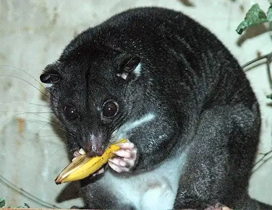 Picture of a ground cuscus (Phalanger gymnotis)